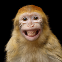 nigga monkey - discord server icon