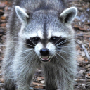 Raccoon hideout - discord server icon