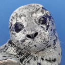 Marine Mammal Rescue - discord server icon