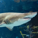 The Shark Aquarium - discord server icon