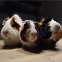 Guinea Pig Land™ - discord server icon