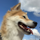 Shiba's community - discord server icon