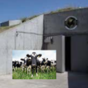 cow's bunker - discord server icon