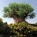 Animal Kingdom - discord server icon