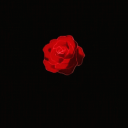 [🌹] ｖｉｂｅ ｚｏｎｅ - discord server icon