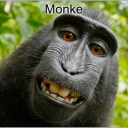 Official Funky Monkey - discord server icon