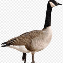 Bowling With Geese - discord server icon