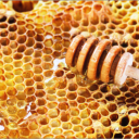 Honey Comb Trading - discord server icon