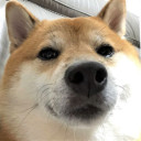 Doge Central - discord server icon