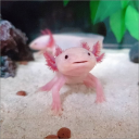 Axolotl's Lol - discord server icon