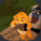 The Chat! - discord server icon