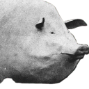 SEWER PIG COLONY #4 - discord server icon