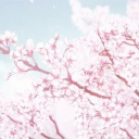 Cherry Blossom - discord server icon