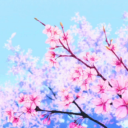 🌸• Cherry Tree ;; ♡ - discord server icon