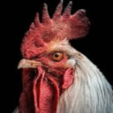 Chicken Fans - discord server icon