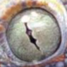 The Lizard's Cave - discord server icon