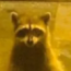 Raccoon Gang - discord server icon