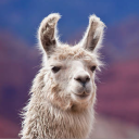 Llama’s domain - discord server icon