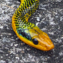 Snake Evolution and Biogeography - discord server icon
