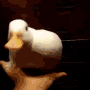 duck clan - discord server icon