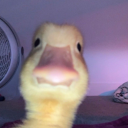 Duck Meme - discord server icon