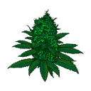 WEED Skins FiveM - discord server icon