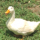 Dm farming - discord server icon
