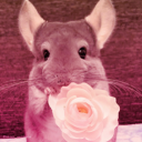qui's den 🏵 - discord server icon