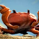 Creamy Crab - discord server icon