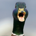 Duck World - discord server icon