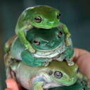 Neurodivergent Frogs! - discord server icon