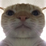 Catstare Community - discord server icon