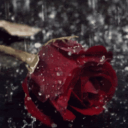 /CTRL🌹 - discord server icon
