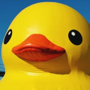 Ducks Hangout - discord server icon