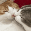 Cat Lovers' Commune - discord server icon