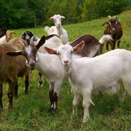 The Goats' Kingdom - discord server icon