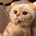 wholesome kittens - discord server icon