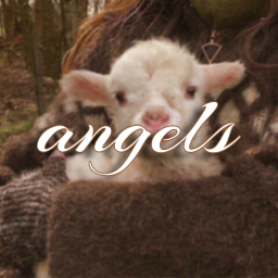 ˖⁺ ⚘ angels ୭ ˖⁺ - discord server icon