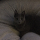 Cat On A Bean Bag - discord server icon