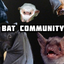 Bat (Community) International - discord server icon