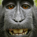 State of Monkeys - discord server icon