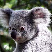 Serveur des koalas - discord server icon