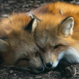 Adventurous Foxes ★ - discord server icon